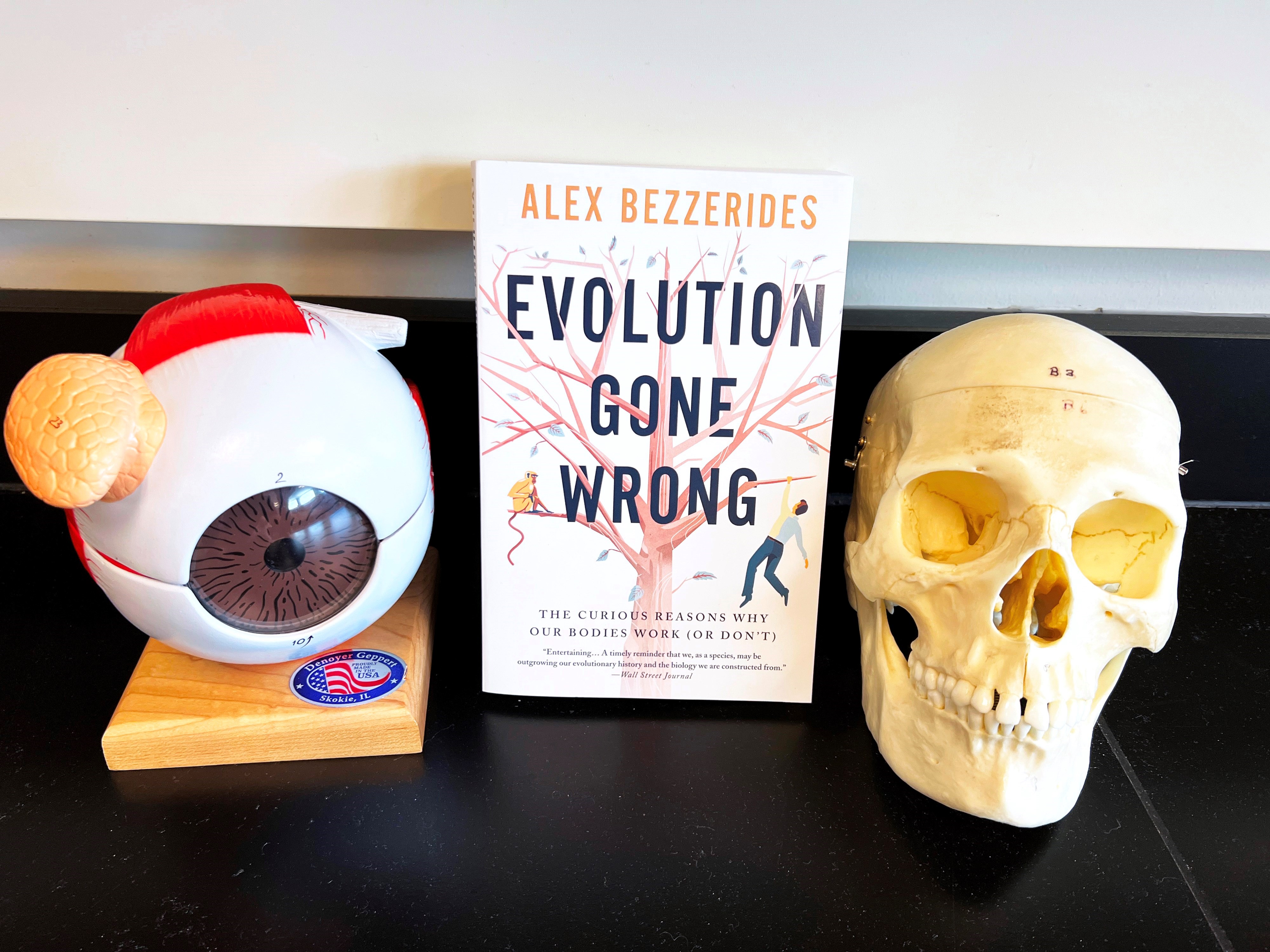 Image of book "Evolution Gone Wrong" next to human skull replica